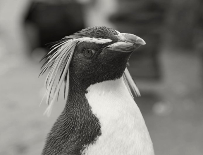 Where are rockhopper penguins found?