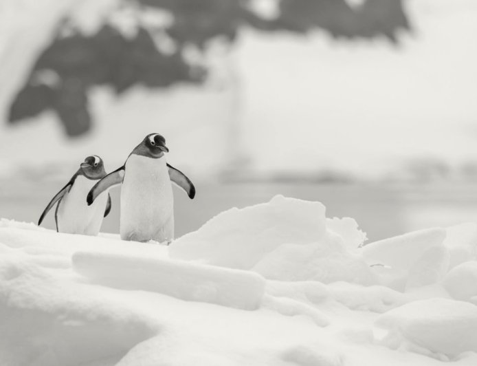 Do gentoo penguins mate for life?