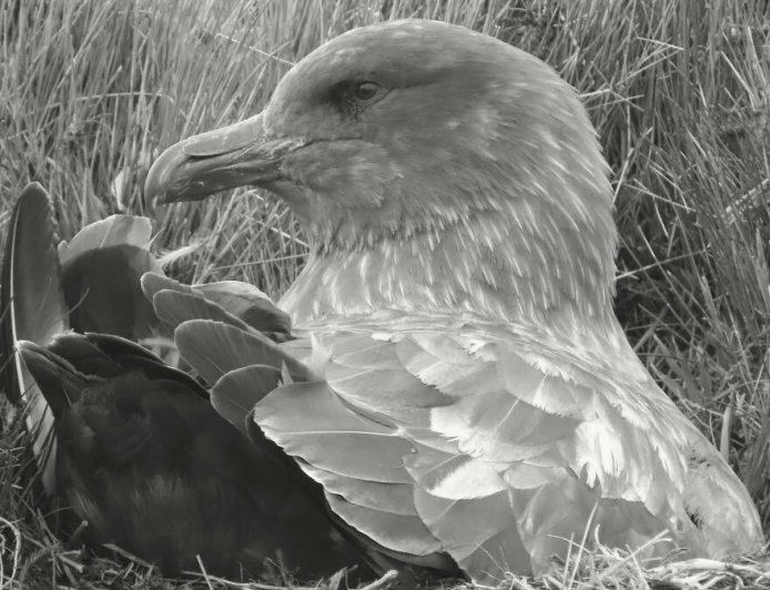 How intelligent are skuas?