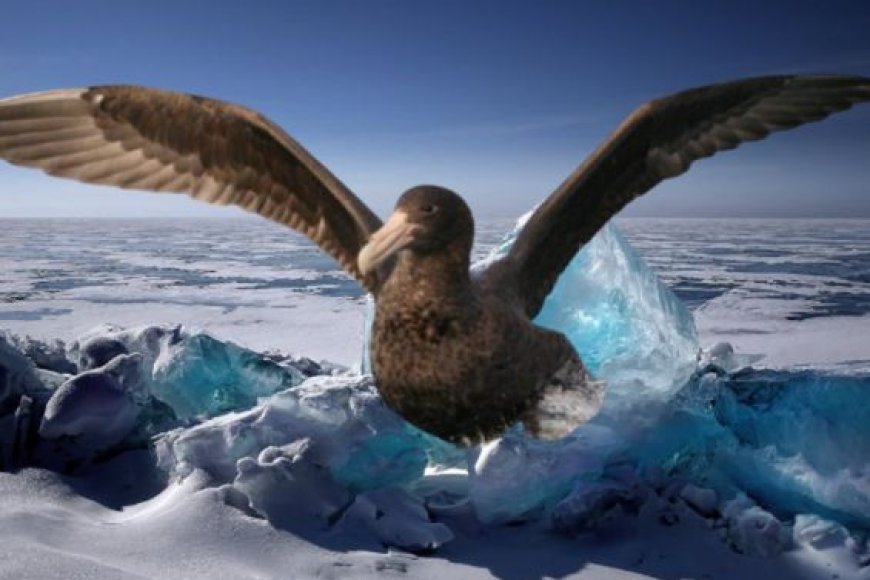 What are giant petrels?