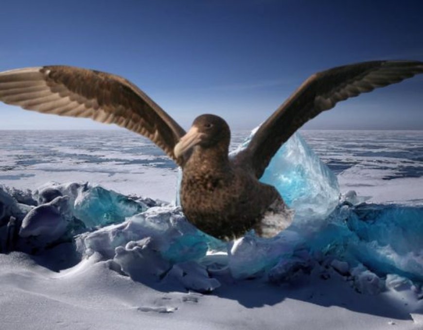 What are giant petrels?