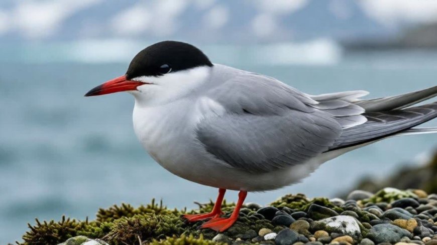 What predators eat antarctic terns?