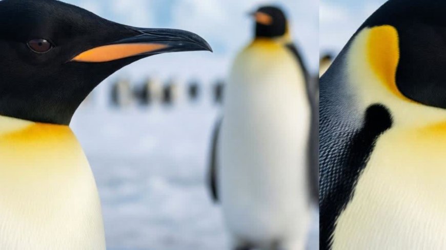 Why are penguins called emperors?