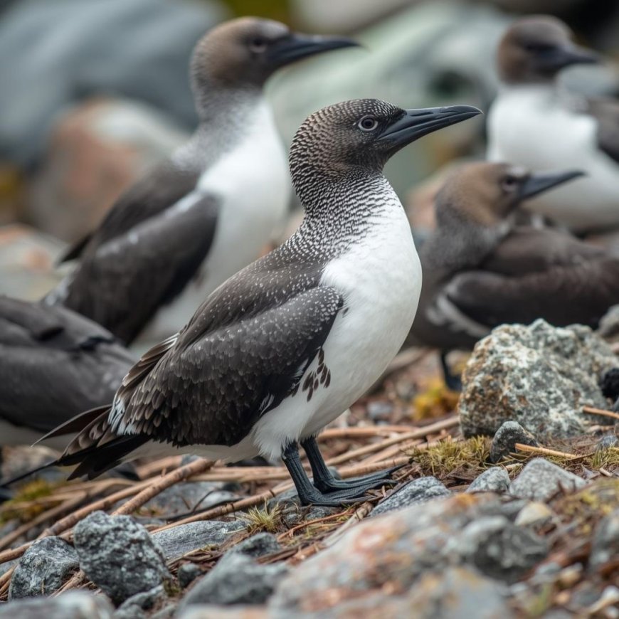 How intelligent are skuas?